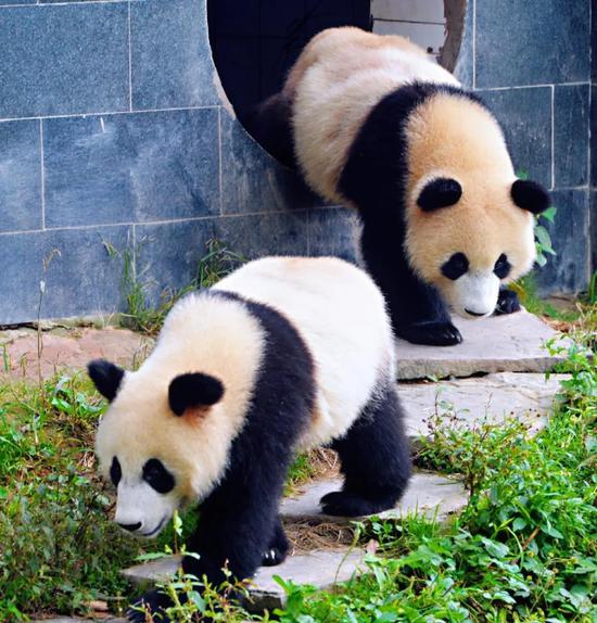 中国大熊猫保护研究中心碧峰峡基地