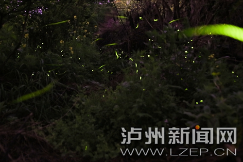 可爱的小精灵萤火虫