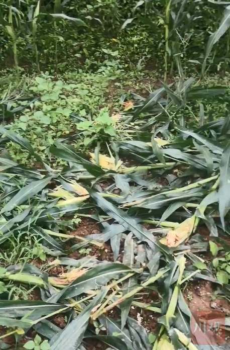 渠縣大義鄉大義村村民被野豬所傷的家豬和玉米地(圖片由譙先生提供)