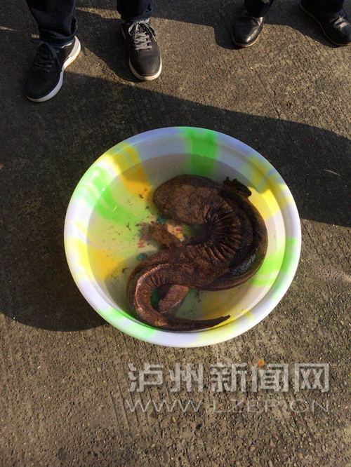 泸州龙马潭现野生娃娃鱼