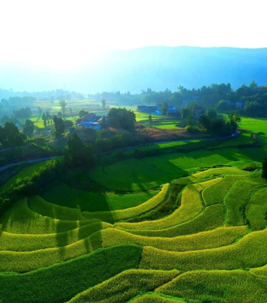 图为：渡市镇高基坪大米种植基地晨景
