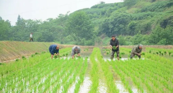 高明镇水稻制种