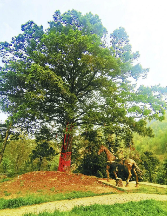 300余年的拴马树·位于万源市太平镇牛卯坪村（二级保护古树）