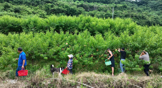 通川区碑庙镇陡坑村蟠桃园内，农户们正穿梭在果树间忙着采摘