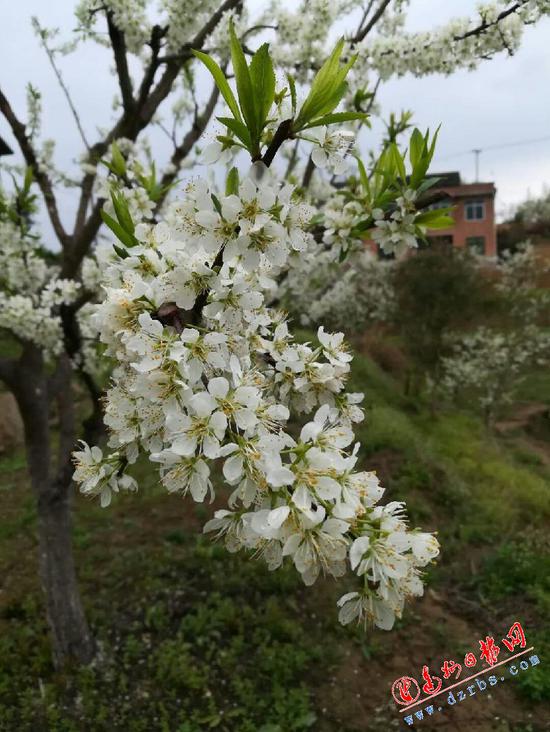 （摄影：龚其明）