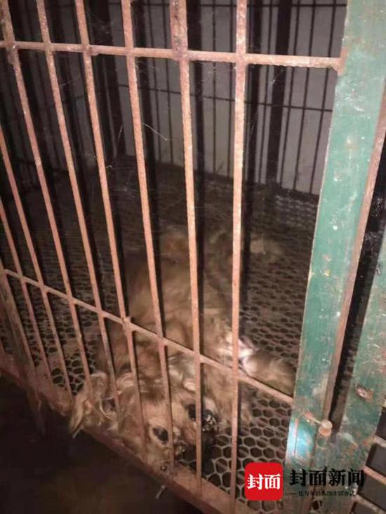 绵阳一宠物店关门1个月无人照看