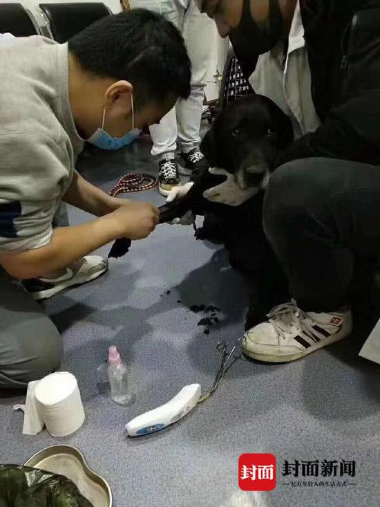 绵阳一宠物店关门1个月无人照看