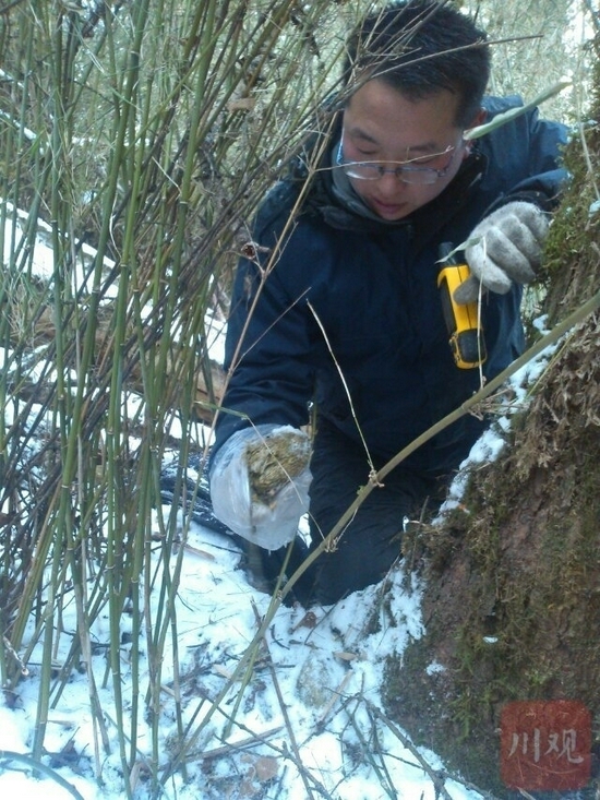 大熊猫国家公园王朗片区，巡护员采集熊猫粪便