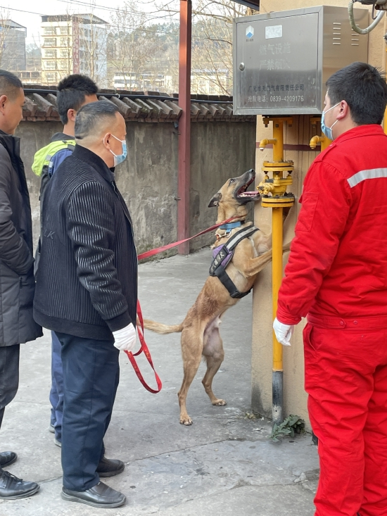 燃气嗅探犬正在工作