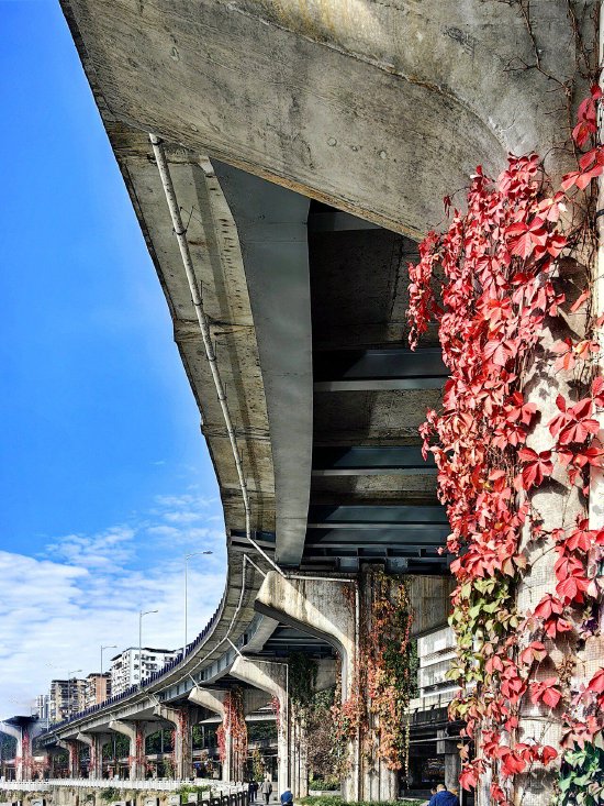 （向晓东  摄）