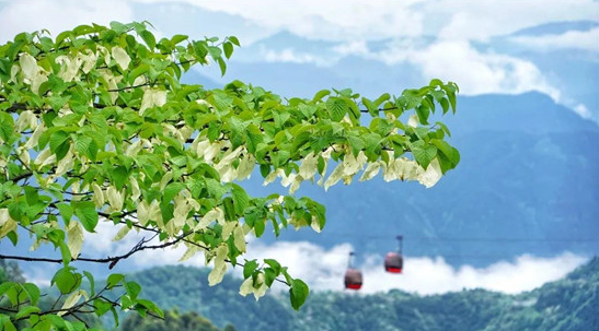 瓦屋鸽子花