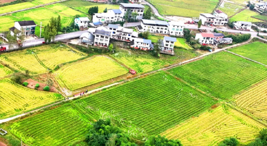 图为：达川区万家镇迎风村再生稻基地
