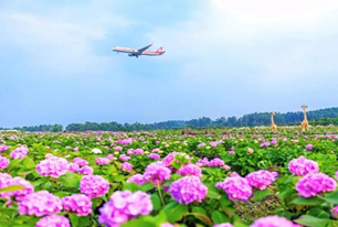 空港花田