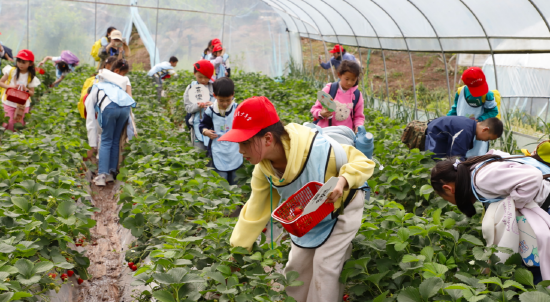 区青少年宫组织托管班学生前往磐石镇开展丰富研学活动
