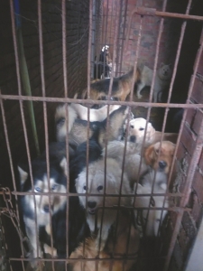 被关押的狗狗中明显有宠物犬。