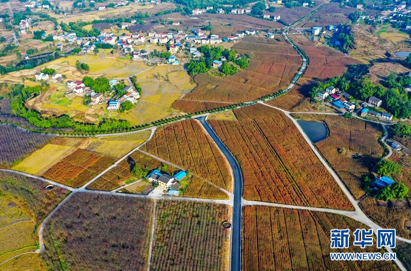 第一批全國農村集體經濟發展村級典型案例公布，四川一地入選