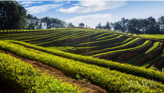 宜宾是全国同纬度早春茶最早萌芽的茶区 资料图