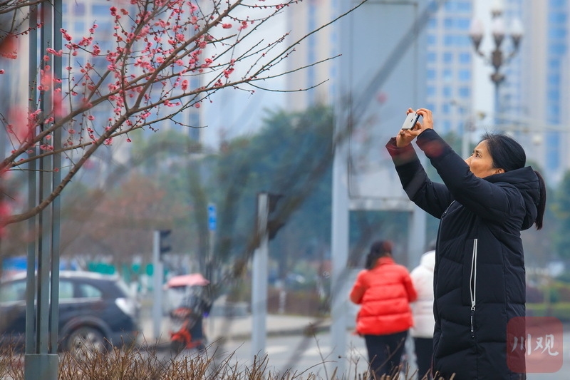 春天的“信使”！雅安报春红梅已“上线”