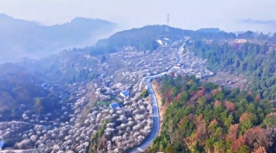 达州达川：科技赋能乌梅产业 农文旅融合点“梅”成金