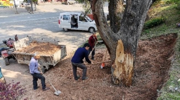 千年古树的年龄是怎么测出来的？