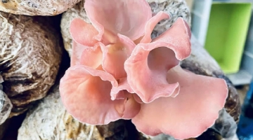 四川研制出食用菌新品种粉色毛木耳