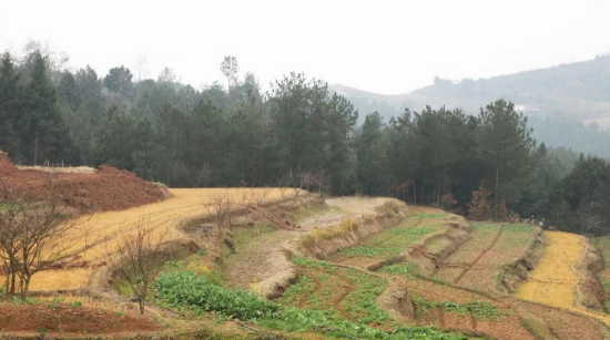 高标准农田建设前的土地原貌