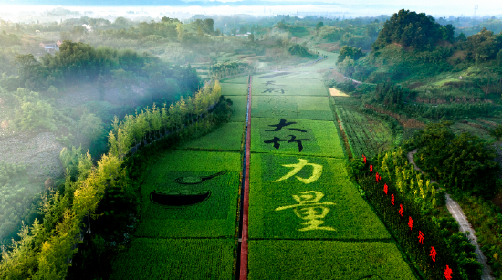 月华镇的糯稻长势喜人（李相芬摄）