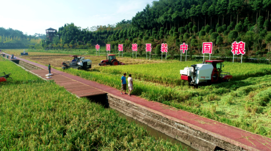 （大竹县月华镇糯稻广场水稻千亩高产片水稻收获现场）