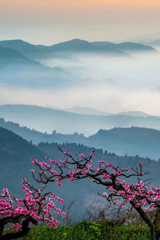 ●龙泉山桃花,摄影/刘斌