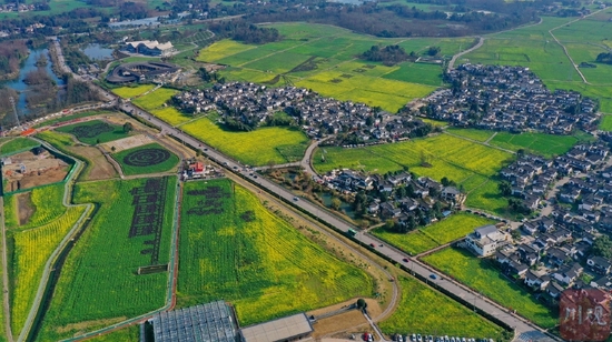 成都市崇州油菜花开 春天如约而至