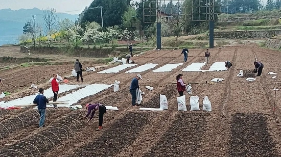 農(nóng)戶們正在插竹條、鋪地膜