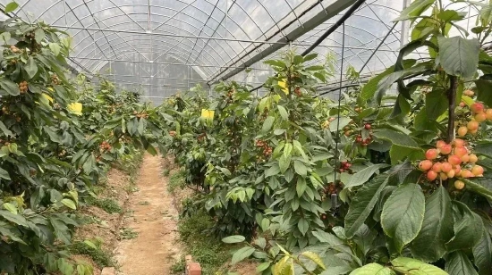去年新栽的幼苗今年掛果
