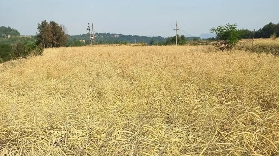 成熟待收割的油菜