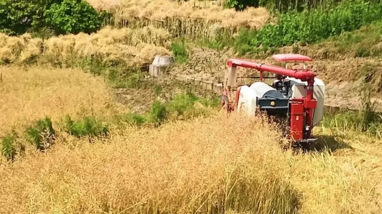 收割機正在加緊收割油菜
