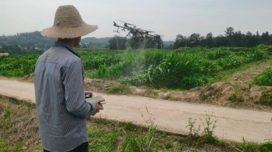 工作人員通過無人機噴施大豆控旺和病蟲害防治藥劑