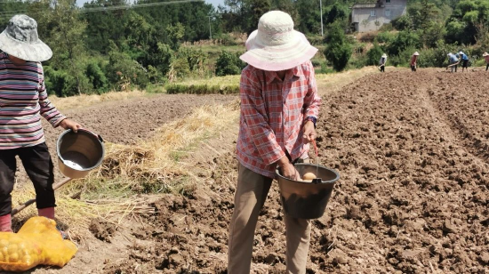 村民们播种秋洋芋