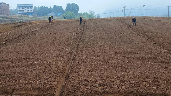 抢抓农时！达州通川1.7万亩冬小麦播种完成