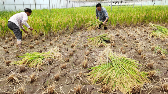 园区采用草莓与水稻轮种循环种植模式种植的水稻