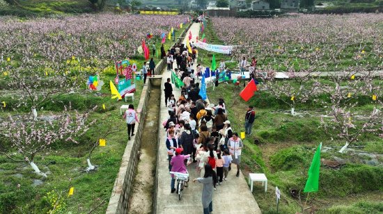 蓬溪任隆：万亩桃花竞相绽放 赏花经济赋能乡村振兴