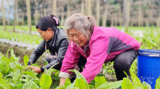 双河镇介湖村蔬菜基地内,辛勤劳作的农户