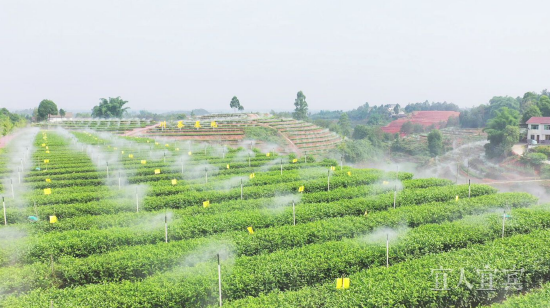 金秋湖镇的川茶基地