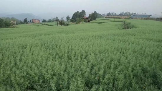 通川區北山水稻油菜現代農業園區