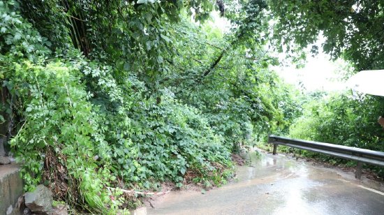 泥土裹挾著樹木、竹子、雜草完全覆蓋路面