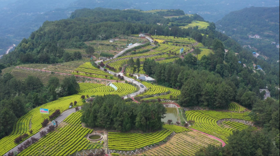 (寨梁村360亩高山旱地黄茶园区)
