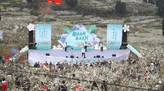 李花节热闹非凡