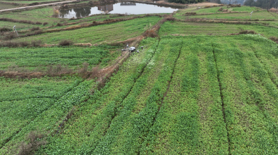 通川区北山现代农业园区油菜种植基地