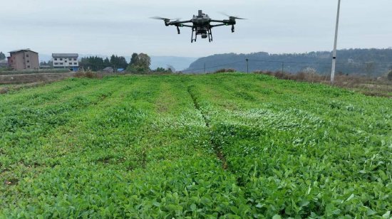 无人机正在进行施药作业
