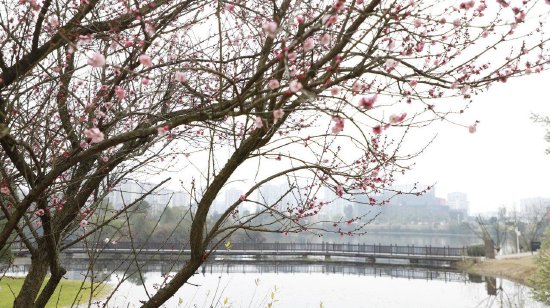 莲花湖湖边梅花朵朵开，映着清波荡漾