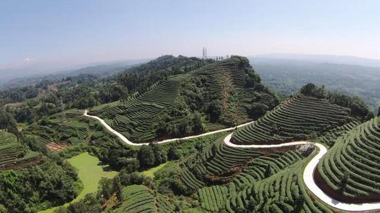 頂峰茶園