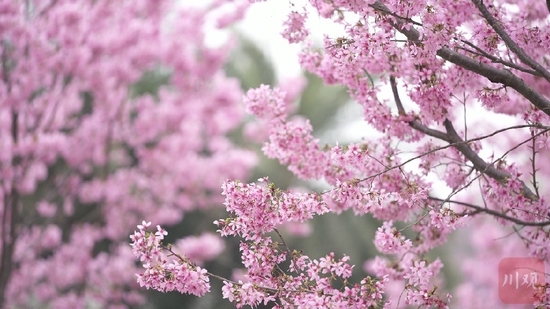 这个春天，一起做一场粉色的梦